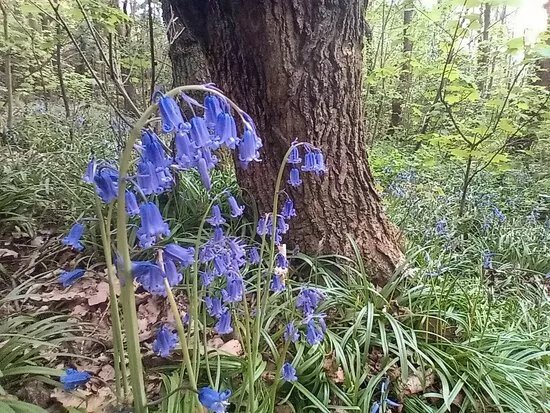 Bolehill Wood