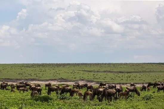 BEST Kilimanjaro CLIMBING | HIKING | BIKE TREK | Operator Serengeti Migration Safaris in Moshi or Arusha 2024 - 2025