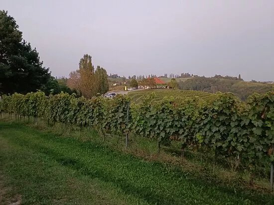 Jeruzalem Wine Region