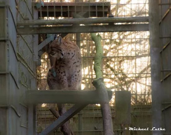 Wildpark Reuschenberg