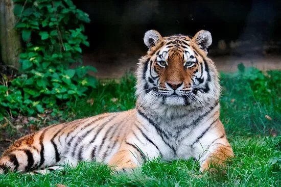 Marwell Zoo