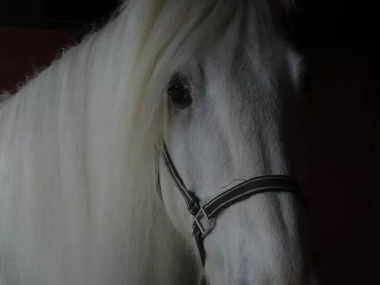 Shire Horse Experience Days