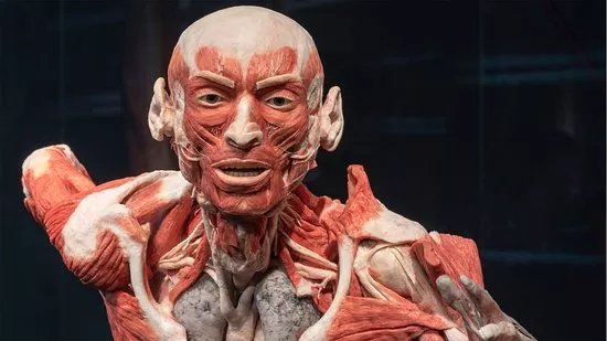 KORPERWELTEN Museum "Facetten des Lebens"