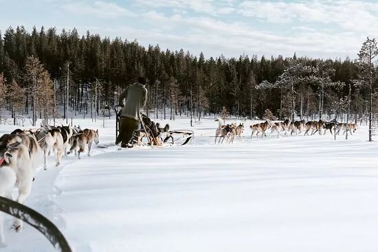 Below Zero Husky Tours
