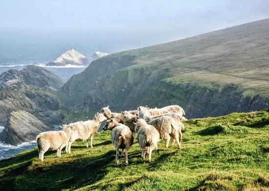 Shetland Wool Adventures