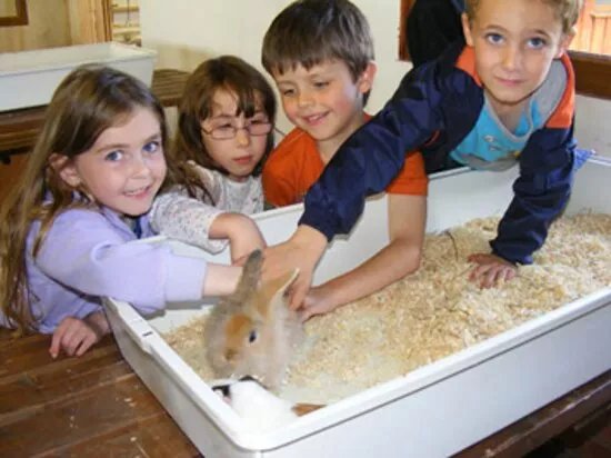 Hoar Park Farm (The Animals)