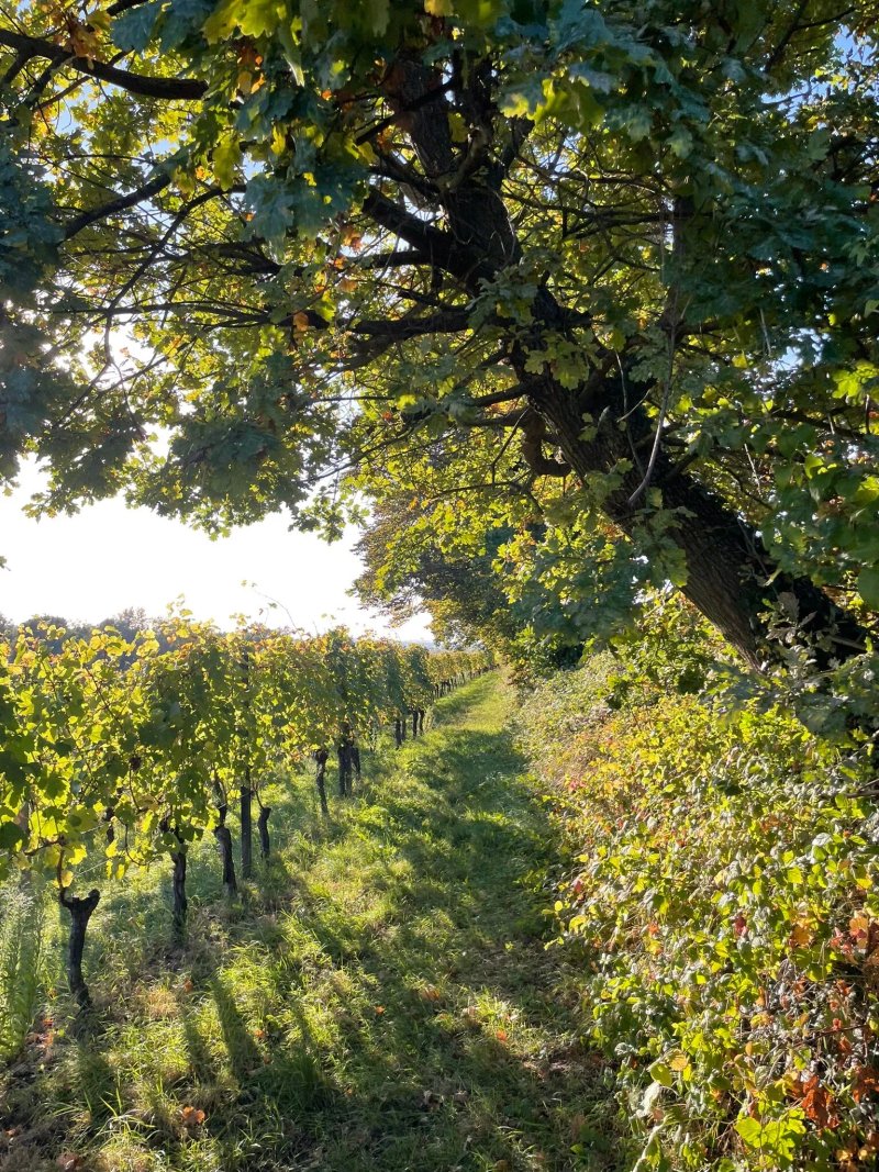 Weingut Schloss Reinhartshausen