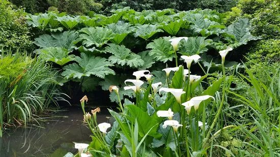 Penjerrick Garden