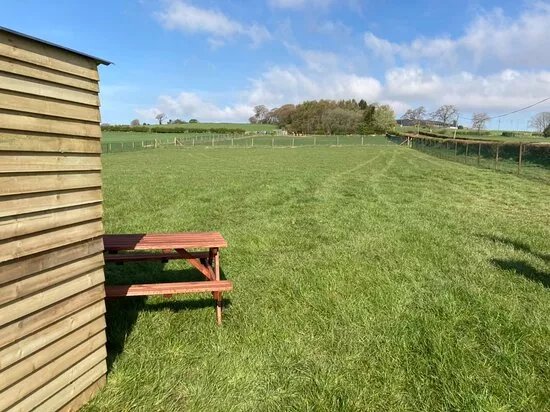 Run Free Dog Fields