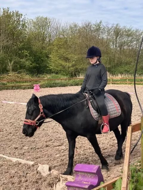 Shy Lowen Horse and Pony Sanctuary