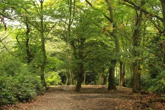 Spud Wood