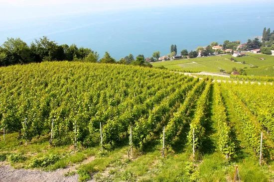 Domaine du Daley