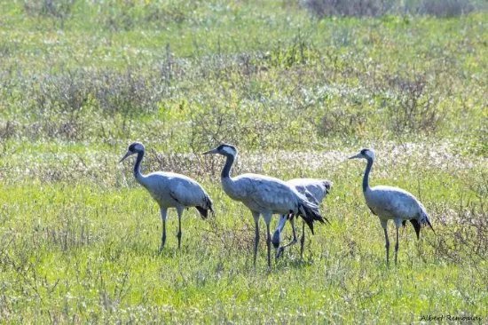 Andalucia Nature Trips