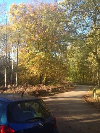 Thieves Wood