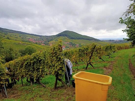 Domaine Bores Marie-claire Et Pierre