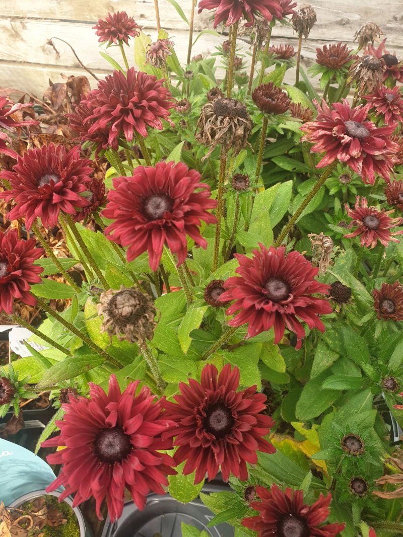 Oaklands Garden Centre Swalwell