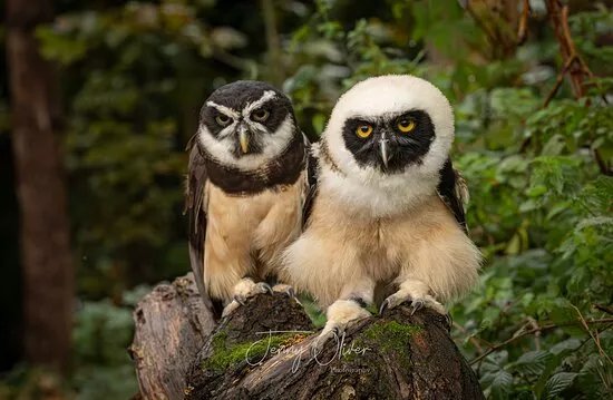 Bird of Prey Experiences - Hawkeye Falconry UK
