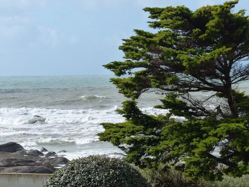 "Le Pin des Barges" confortable apartment with Ocean View