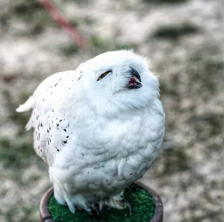 Centro di Falconeria Messaggeri Alati