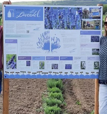 Kaiserstuhl Lavendel Gbr