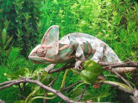 Zoo Ramnicu Valcea