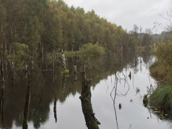 Tarbeker Moor
