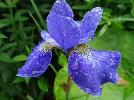 Bloemenspiraal Jan Evertsenplaats uit 2013
