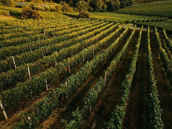 Vk Winery & Gallery