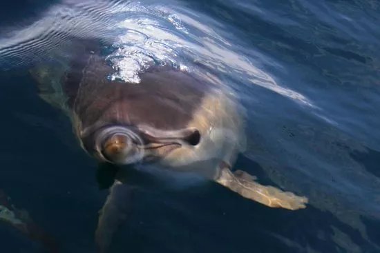 Plymouth Marine Safari