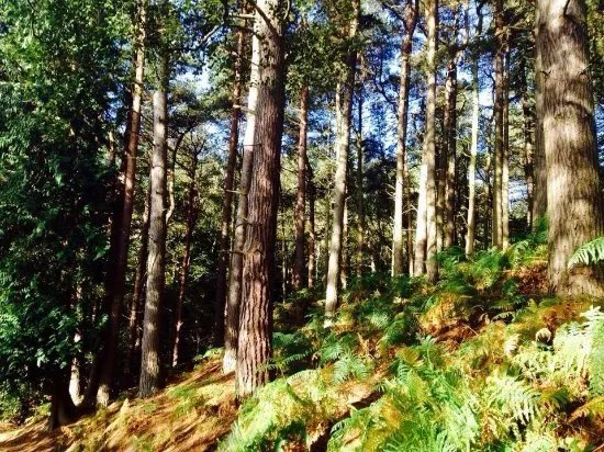 Delamere Forest