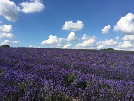 Cotswold Lavender