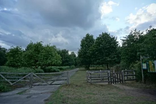 Heidebos