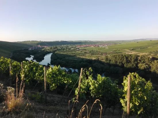 Weinbau Landwehr