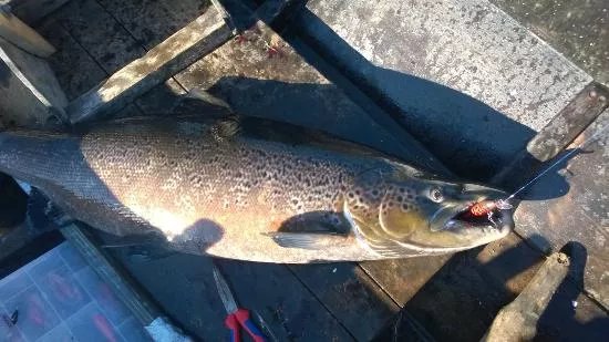 Salmon Finland - Fishing Adventures