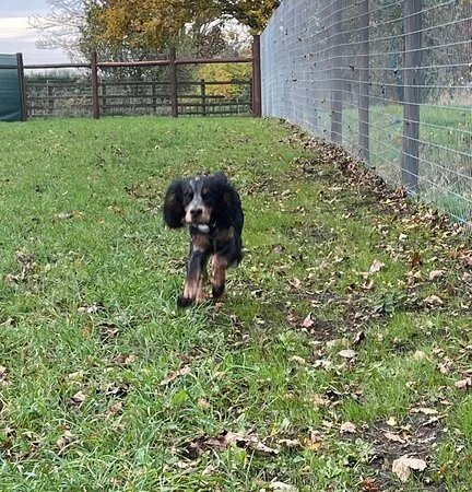 Lodge Farm Dog Park