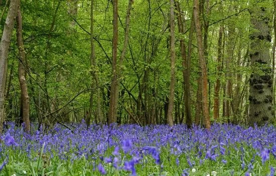 Abbot's Wood