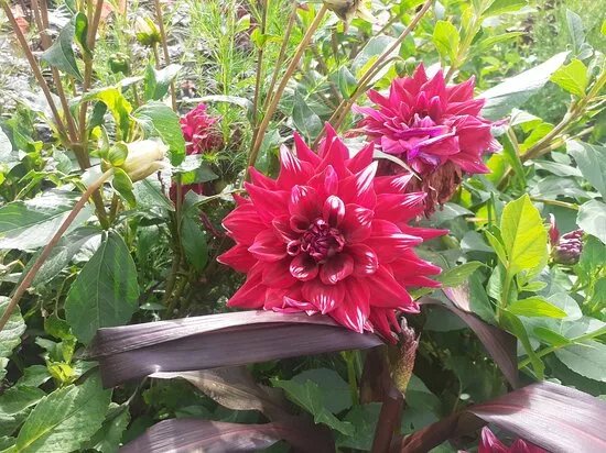 Botanischer Garten