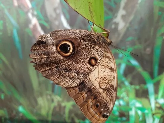 Motylarnia Wladyslawowo