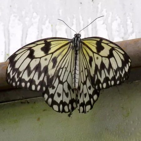 The London Butterfly Gardens