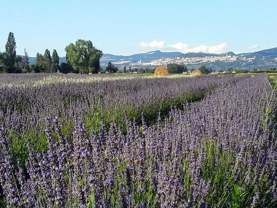 Il Lavandeto di Assisi giardino e vivaio
