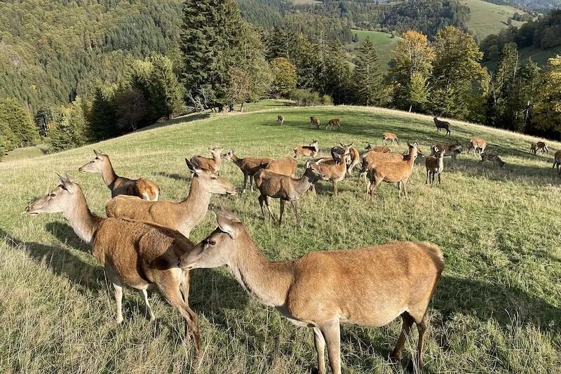 Vacations in the Black Forest at Belchen