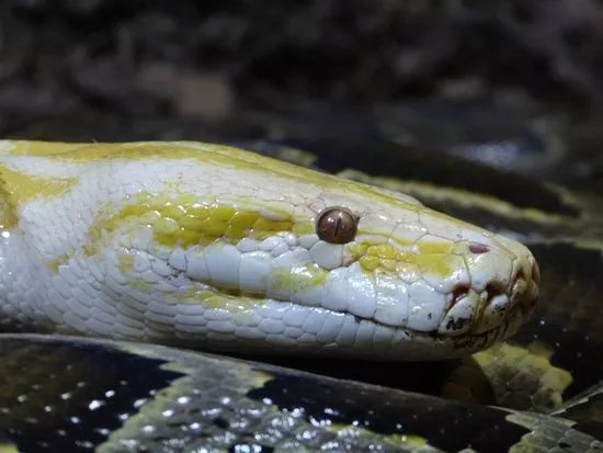 Reptilienzoo Allgau
