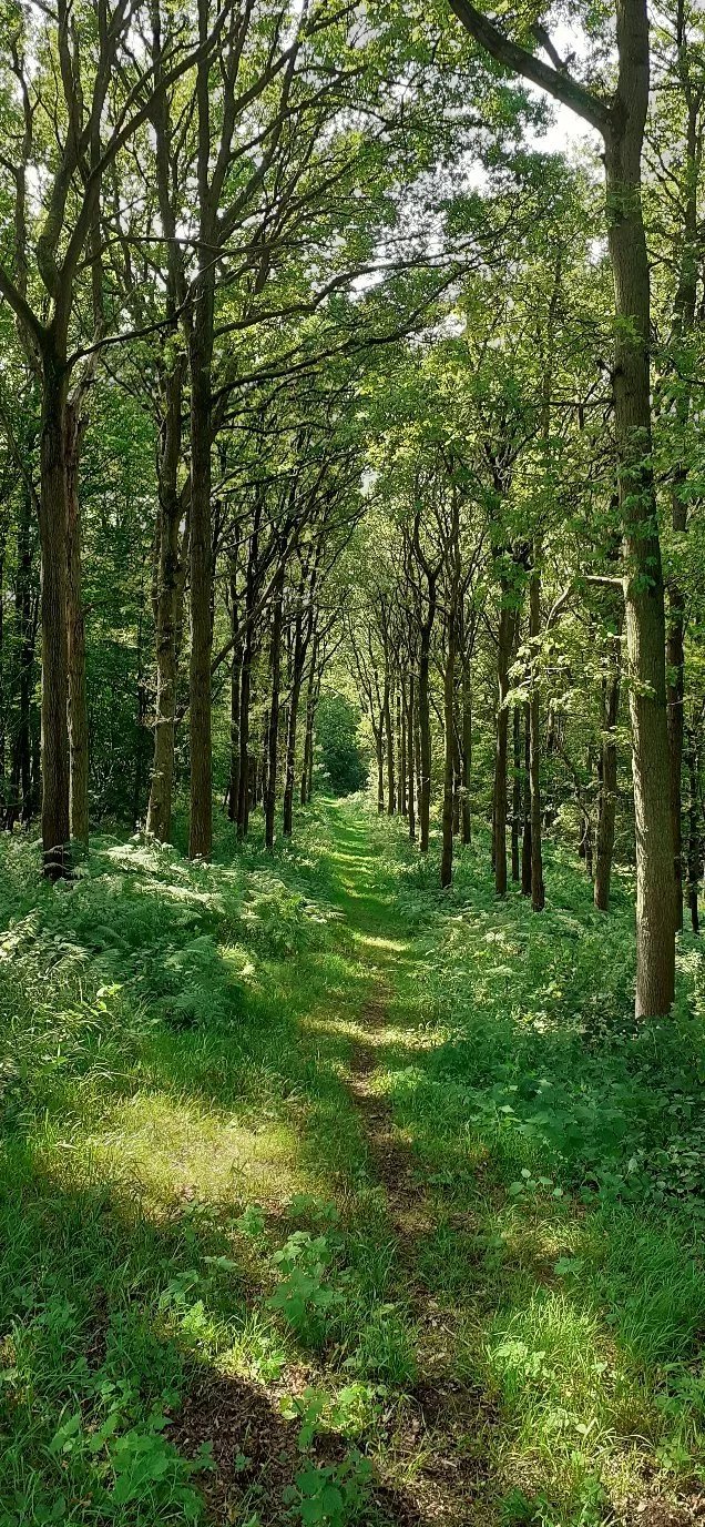 Wytham Woods