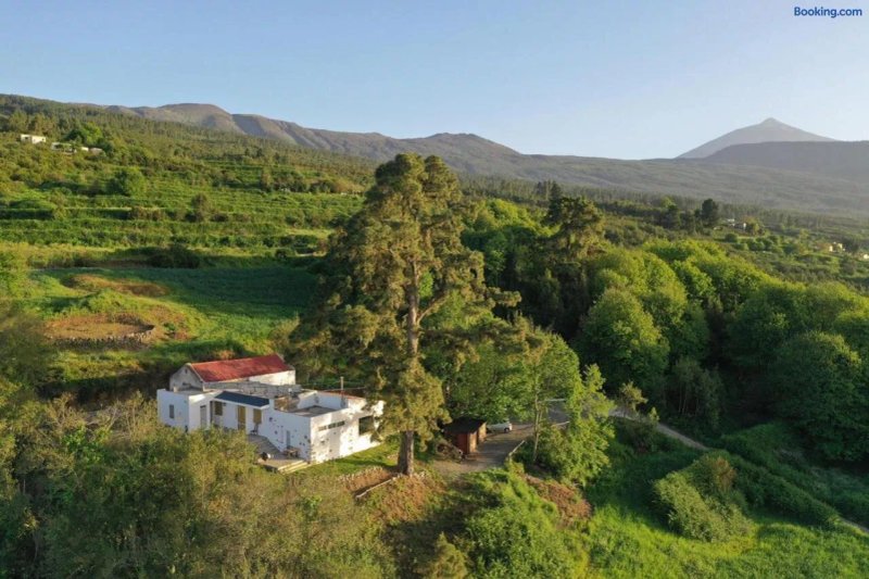El Pino Centenario