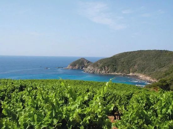 Domaine La Tourraque