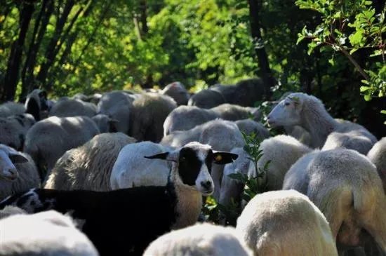 Agri Ristoro Antonic