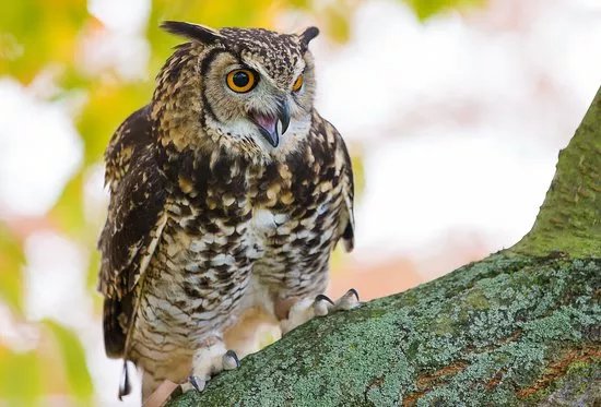 Baytree Owl and Wildlife Centre