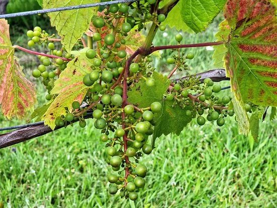 Shotley Vineyard