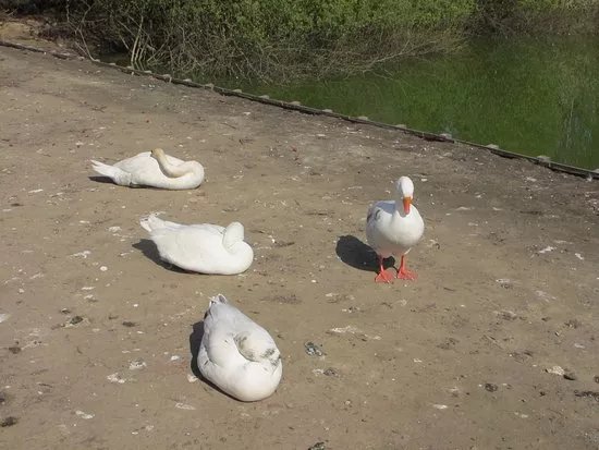 T'struisvogelnest