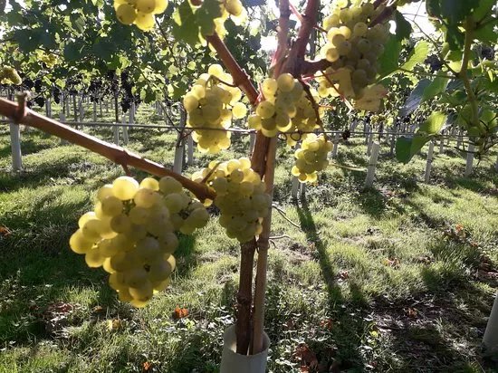 Wildwood Vineyard